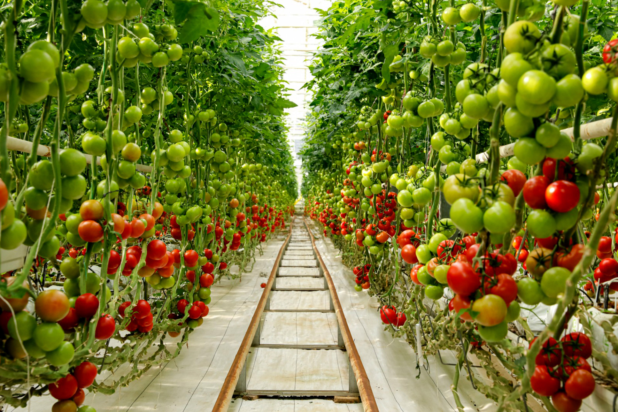 Greenhouse Tomato