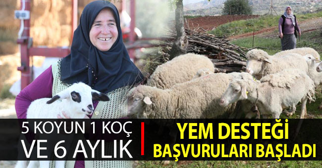 5 koyun 1 koç ve 6 aylık yem desteği başvuruları başladı