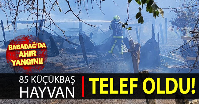 Ahır yangınında 85 küçükbaş hayvan telef oldu