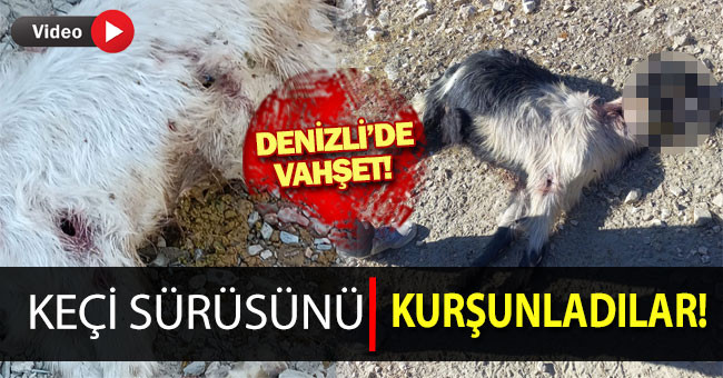 Denizli’de sürüye kurşun yağdırdılar: 10 keçi telef oldu