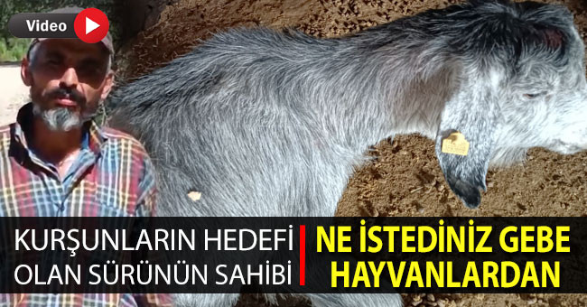 Kurşunlanan sürünün sahibi: 