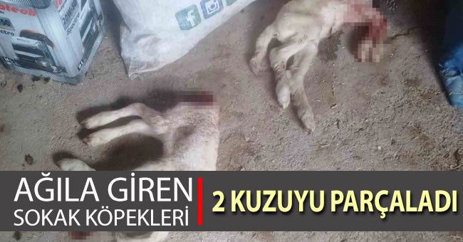 Pazara giden çobanın ağılına giren sokak köpekleri 2 kuzuyu parçaladı