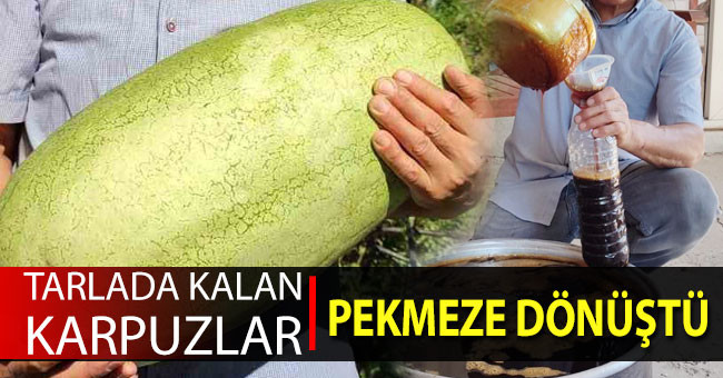 Tarlada kalan karpuzlar pekmeze dönüştü